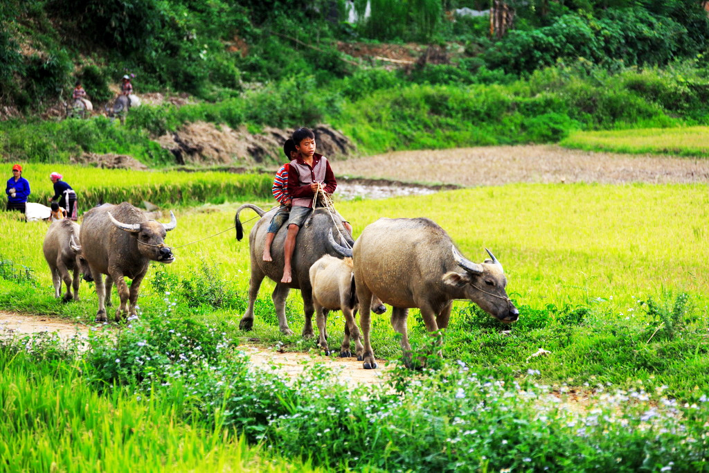 jetstar tour sapa