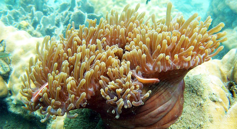 の画像 Snorkeling &Fishing in the South Island(with lunch) #0 の画像 Snorkeling &Fishing in the South Island(with lunch) #0