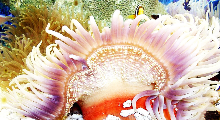 の画像 Snorkeling &Fishing in the North Island #1 の画像 Snorkeling &Fishing in the North Island #1