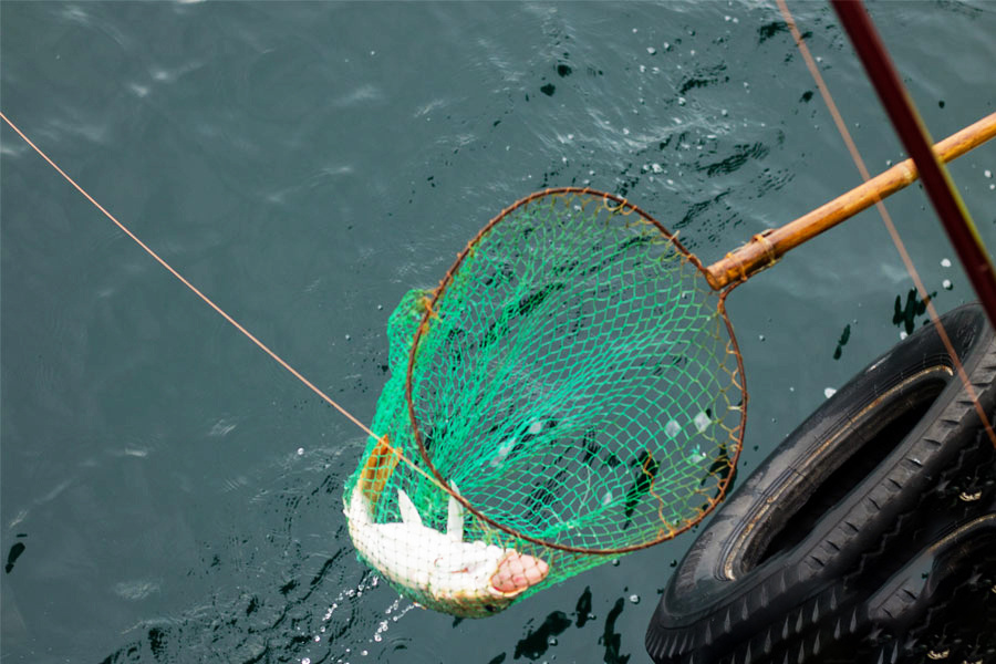 の画像 Sunrise Fishing "Big Fish" (TIME:05:00:AM - 13:30PM) #1 の画像 Sunrise Fishing "Big Fish" (TIME:05:00:AM - 13:30PM) #1