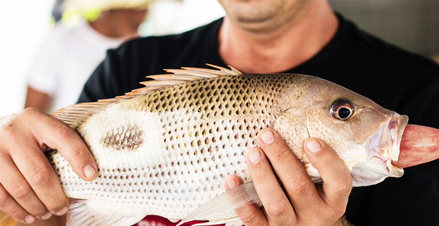 の画像 Sunrise Fishing "Big Fish" (TIME:05:00:AM - 13:30PM) #2 の画像 Sunrise Fishing "Big Fish" (TIME:05:00:AM - 13:30PM) #2
